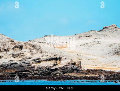 Isola di Halifax sito di allevamento di pinguini africani a 100 m dalla terra principale della Namibia Lüderitz Foto Stock