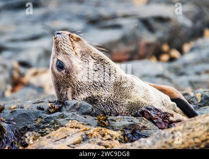 Namibia Lüderitz Diaz Point Cape Fur Seals Foto Stock