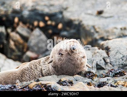 Namibia Lüderitz Diaz Point Cape Fur Seals Foto Stock