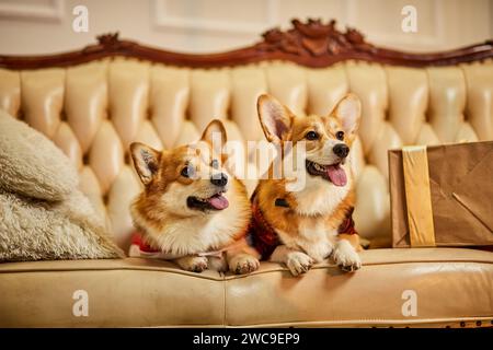 Due graziosi corgi gallesi rossi e bianchi con abiti di Capodanno seduti su un divano con scatole regalo Foto Stock