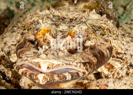 Malesia, Sabah, Mabul, Crocodilefish (Cymbacephalus beauforti), testa piatta di De Beaufort Foto Stock