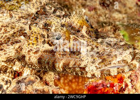 Malesia, Sabah, Mabul, Crocodilefish (Cymbacephalus beauforti), testa piatta di De Beaufort Foto Stock