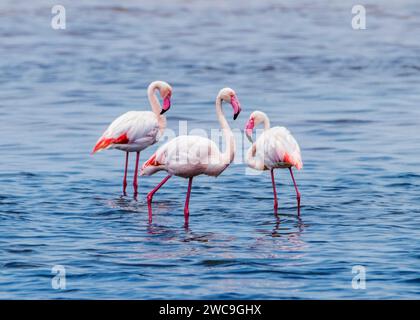 Namibia Swakopmund Pelican Point - Flamingo maggiore e minore Foto Stock