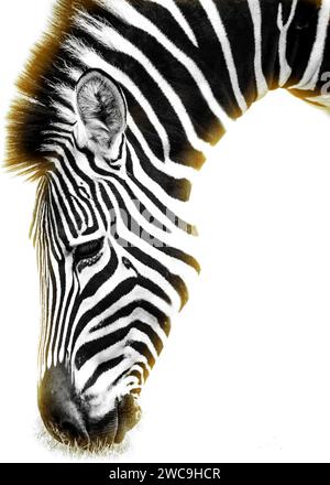 Zebra South Africa Kruger National Park Foto Stock