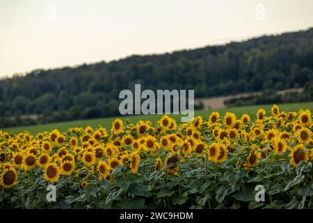 Un paesaggio pittoresco caratterizzato da un vibrante campo di torreggianti girasoli Foto Stock