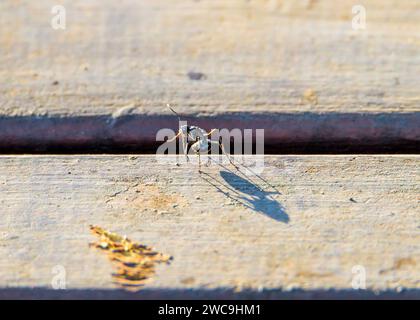 Piccola Ant Giant Shadow Foto Stock