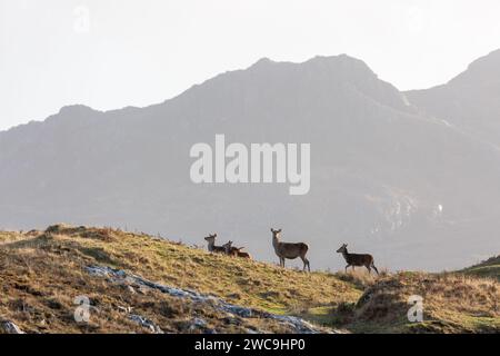 Cervo rosso che si trova su una cresta collinare nella penisola di Ardnamurchan, Lochaber, Highland, Scozia Foto Stock