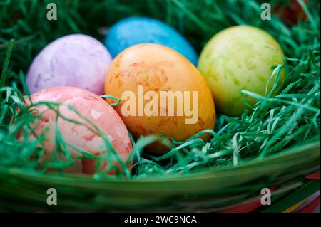 Tradition, Osterbrauch, gefärbte Eier in verschiedenen Farben liegen im Osternest Osterbrauch *** tradizione, usanza pasquale, uova colorate in diversi colori giacciono nell'usanza pasquale pasquale Foto Stock