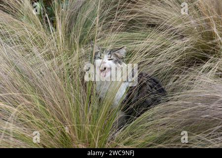 Un gatto selvatico bianco, nero e grigio affamato grida per il cibo mentre si nasconde in un ciuffo d'erba. Foto Stock