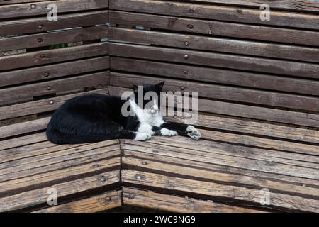 Nero e bianco, adulto, gatto selvatico di Gerusalemme fa un pisolino con zampe allungate su una panchina di legno. Foto Stock