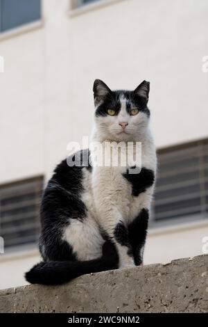 Nero e bianco, selvatico, gatto da strada di Gerusalemme con orecchie tagliate che indicano che era spalmato o neutralizzato. Foto Stock