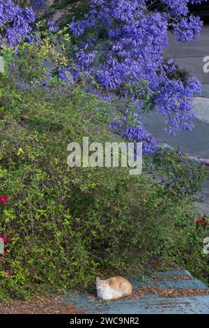 Gatto tabby isolato, arancione e bianco seduto in un letto di foglie sotto un albero di jacaranda viola fiorito. Foto Stock
