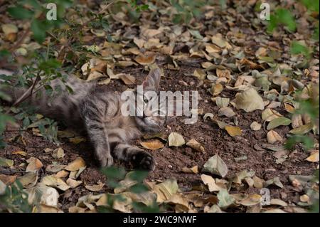 Un giovane gatto selvatico a strisce di tigre grigio e nero fa un pisolino in un letto di foglie e sporcizia. Foto Stock