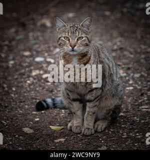 Ritratto in primo piano di una striscia di tigre grigia e nera, gatto di strada selvatico adulto con grandi occhi gialli e un orecchio sinistro tagliato per segnare la spalmazione o la neuterazione. Foto Stock