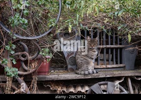 Grigio e nero, striscia di tigre, selvaggia, gatto di strada di Gerusalemme siede in posizione eretta su una mensola di legno circondata da piante e oggetti metallici antichi. Foto Stock