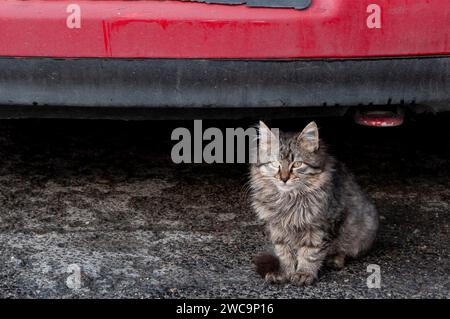 Il giovane gattino a strisce di tigre grigie e nere si ripara sotto il caldo paraurti di una sporca auto rossa. Foto Stock