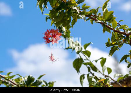 Primo piano su un ibisco corallino (Hibiscus schizopetalus). Foto Stock