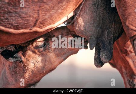 Giovane cammello che succhia latte dalle mamme dell'Arabia Saudita Foto Stock