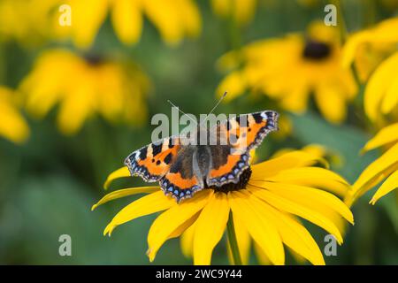 Piccola farfalla a guscio di tartaruga Aglais urticae, che si nutre di Rudbeckia Coneflower , settembre Foto Stock