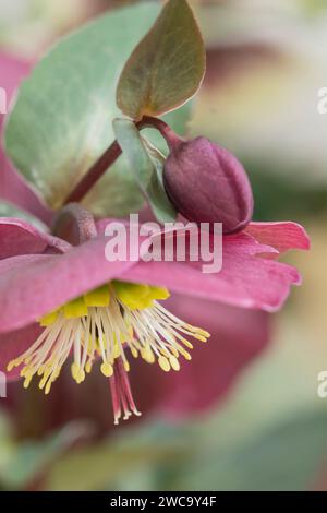Rosa natalizia fiore di Heleborus, rosa quaresimale, piede di orso, primo piano del fiore rosso che mostra steli gialli Foto Stock