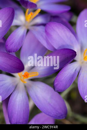 Guardando verso il basso un gruppo di fiori di Croco viola in un giardino che mostra steli arancioni e polline, marzo Foto Stock