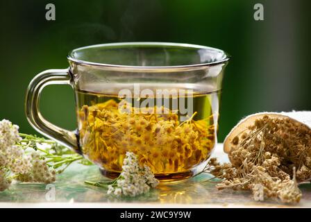 Natura morta di Achillea millefolium fumante, yarrow o yarrow comune tè medicinale a base di erbe in vetro con polvere di tè secco e fiori freschi su sfocato. Foto Stock