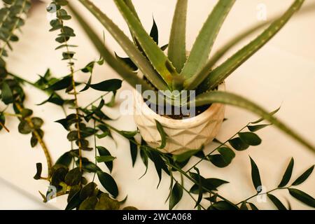 Pianta in vaso di aloe vera circondata da rami di vegetazione Foto Stock