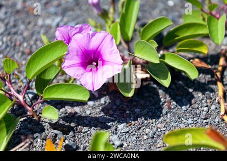 Ipomoea pes-caprae, nota anche come bayhops, gloria mattutina sulla spiaggia o piede di capra, è una comune vite pantropicale strisciante appartenente alla famiglia Convolvul Foto Stock