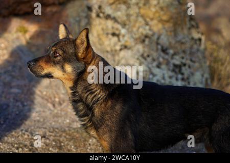 Un cane in piedi su un terreno roccioso, che guarda in lontananza. Birtvisi Canyon, Georgia Foto Stock
