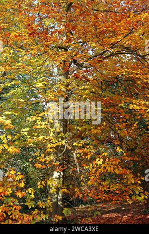 Un faggio orientale (Fagus Orientalis) in autunno, caratterizzato dalle varie sfumature di fogliame dorato. Inghilterra, novembre Foto Stock