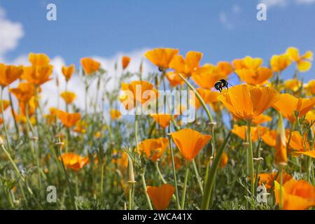 Un bumblebee dalla coda di buff atterra su un papavero californiano in un campo di questi papaveri arancioni, contro un cielo estivo blu. Fuoco macro. Giugno, Inghilterra Foto Stock