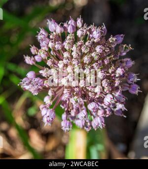Allium ampeloprasum, Wild Leek Flower Head Foto Stock
