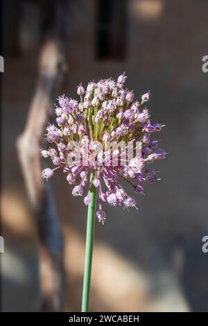 Allium ampeloprasum, Wild Leek Flower Head Foto Stock