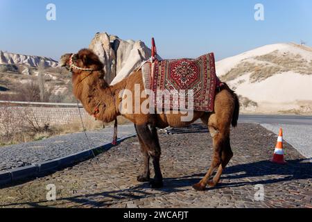 Un cammello sul lato della strada in Cappadocia, Turchia. Giro in cammello, una delle tante esperienze in Cappadocia Foto Stock