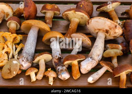 Ci sono molti funghi selvatici sul tavolo , aspen e more . Funghi nella foresta. Raccolta di funghi. Foto Stock