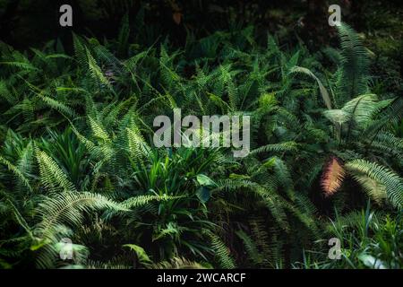 Fern lascia lo sfondo. Lussureggianti boschetti di queste piante che amano l'ombra in un ambiente boschivo. Foto Stock