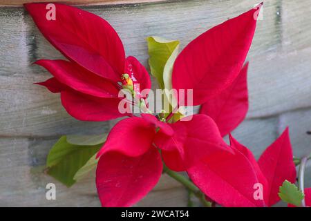 Un primo piano di una vivace diramazione di poinsettia Foto Stock