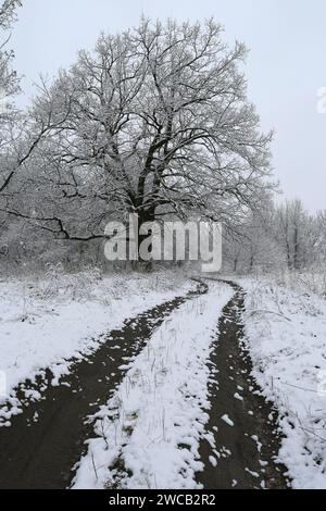 Scena con strada sterrata nella foresta invernale Foto Stock