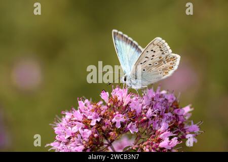 Soffiatore verde argento - Lysandra Coridon fa schifo con il suo nettare di tronco da un fiore origano - Origanum Vulgare Foto Stock