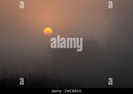 Un campo nebbioso con alberi e sole nel cielo di prima mattina Foto Stock