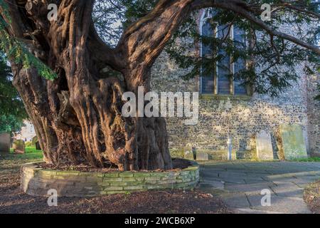 Antico albero di tasso presso la chiesa di St Thomas a Bedhampton Foto Stock