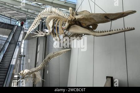 Walskelett im Foyer des Ozeaneums a Stralsund, Meclemburgo-Vorpommern, Ostsee, Deutschland. DAS Meeresmuseum thematisiert Wasser- und Lebenswelten aus Ostsee, Nordsee und Nordatlantik in fast 40 Aquarien Das groeesste Aquarium fasst 2,6 Millionen Liter Wasser. *** Scheletro di balena nel foyer dell'Ozeaneum a Stralsund, Meclemburgo-Pomerania occidentale, Mar Baltico, Germania il Museo Oceanografico si concentra sull'acqua e sugli ambienti viventi del Mar Baltico, del Mare del Nord e del Nord Atlantico in quasi 40 acquari il più grande acquario contiene 2,6 milioni di litri d'acqua Foto Stock