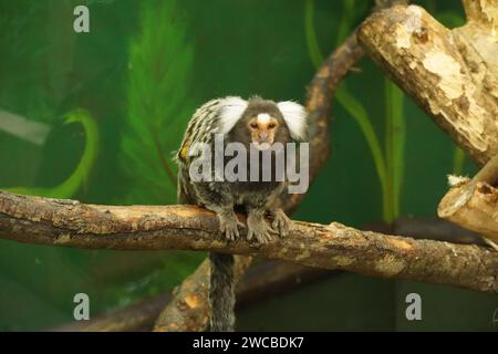 Animals at Amazonia - Un luogo dove guardiamo gli animali che si ...