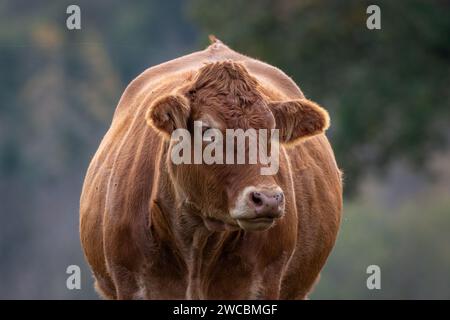 Un toro solitario del Limousin che guarda la telecamera. Foto Stock