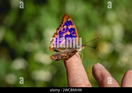 Un Imperatore viola (Apatura Iris) al dito di qualcuno. Foto Stock