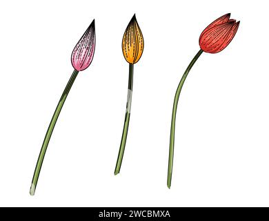 Set di tre fiori di tulipani disegnati a mano schizzo colorato per disegnare illustrazioni vettoriali di libri isolati su sfondo bianco Illustrazione Vettoriale