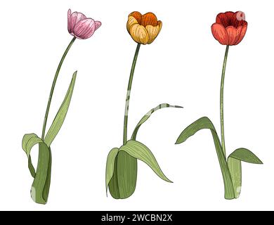 Set di tre fiori di tulipani disegnati a mano schizzo colorato per disegnare illustrazioni vettoriali di libri isolati su sfondo bianco Illustrazione Vettoriale
