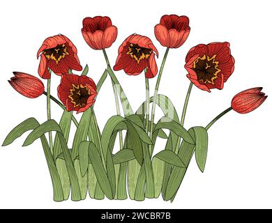 Set di tre fiori di tulipani disegnati a mano schizzo colorato per disegnare illustrazioni vettoriali di libri isolati su sfondo bianco Illustrazione Vettoriale