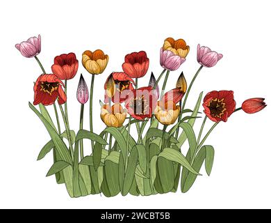 Set di tre fiori di tulipani disegnati a mano schizzo colorato per disegnare illustrazioni vettoriali di libri isolati su sfondo bianco Illustrazione Vettoriale