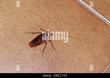 Cockroach americano adulto della specie Periplaneta americana. Di notte sul piano della cucina. Foto Stock